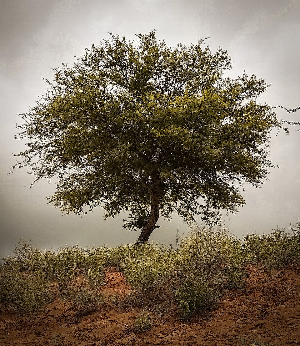 Acacia senegal